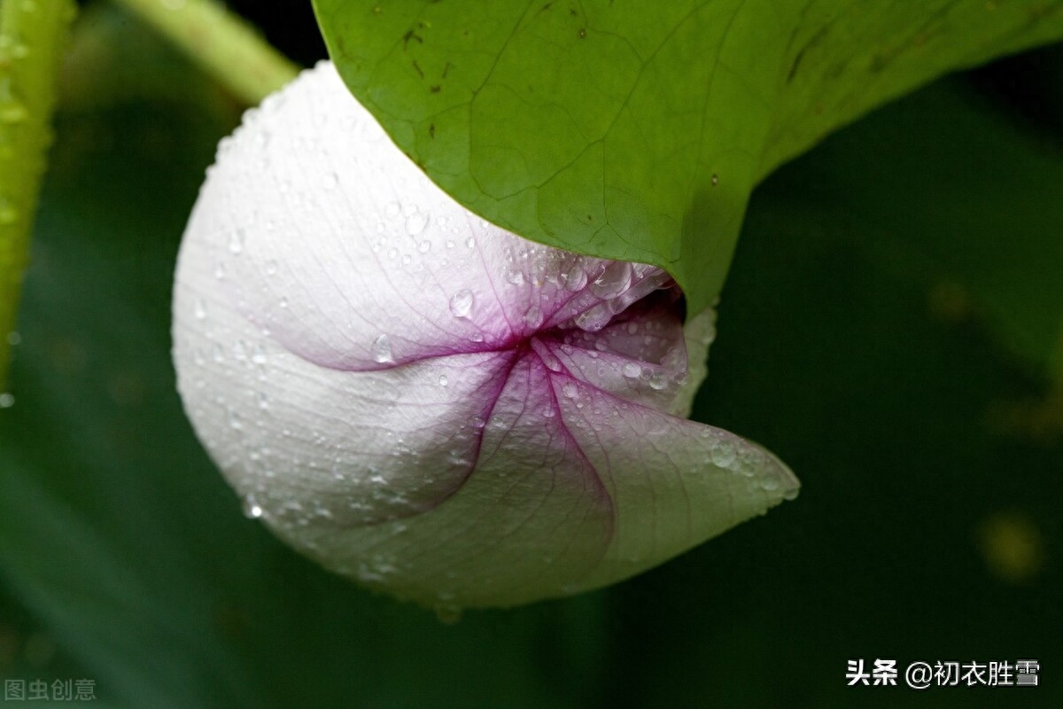 小暑经典古诗有哪些（二十四节气小暑古诗两首）