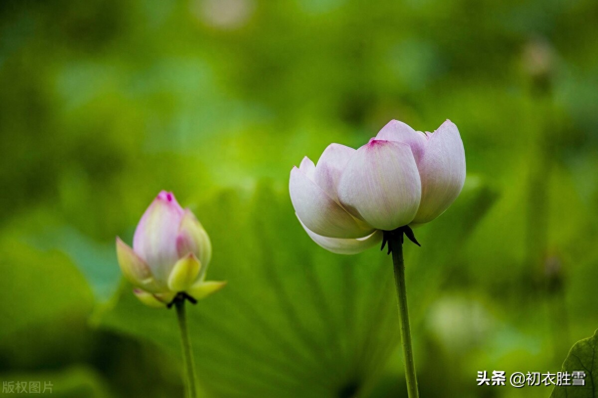 陆游荷花诗六首赏读（荷花经典古诗词大全）