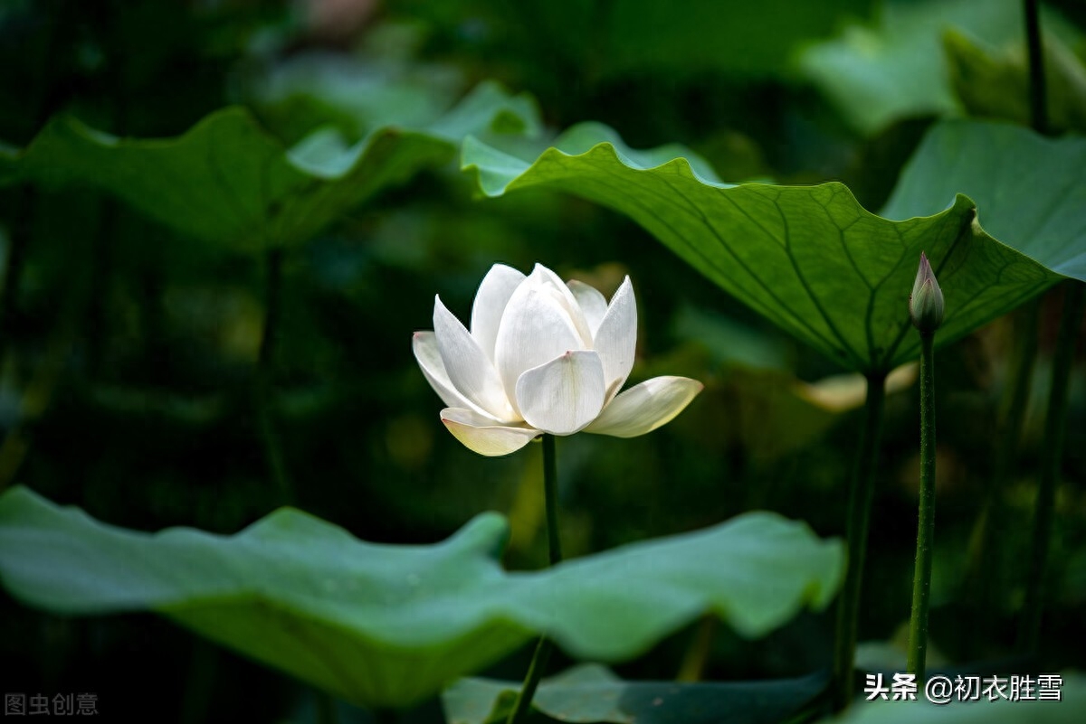 莲花经典古诗有哪些（白居易白莲花六首诗词）