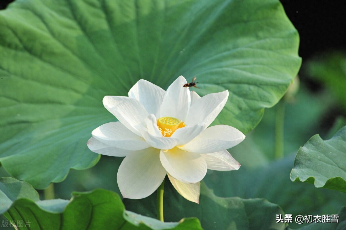 莲花经典古诗有哪些（白居易白莲花六首诗词）