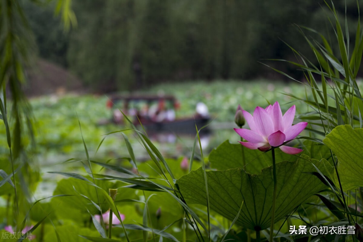 曼殊荷花古诗五首（一曲凌波去，掩映万荷柄）