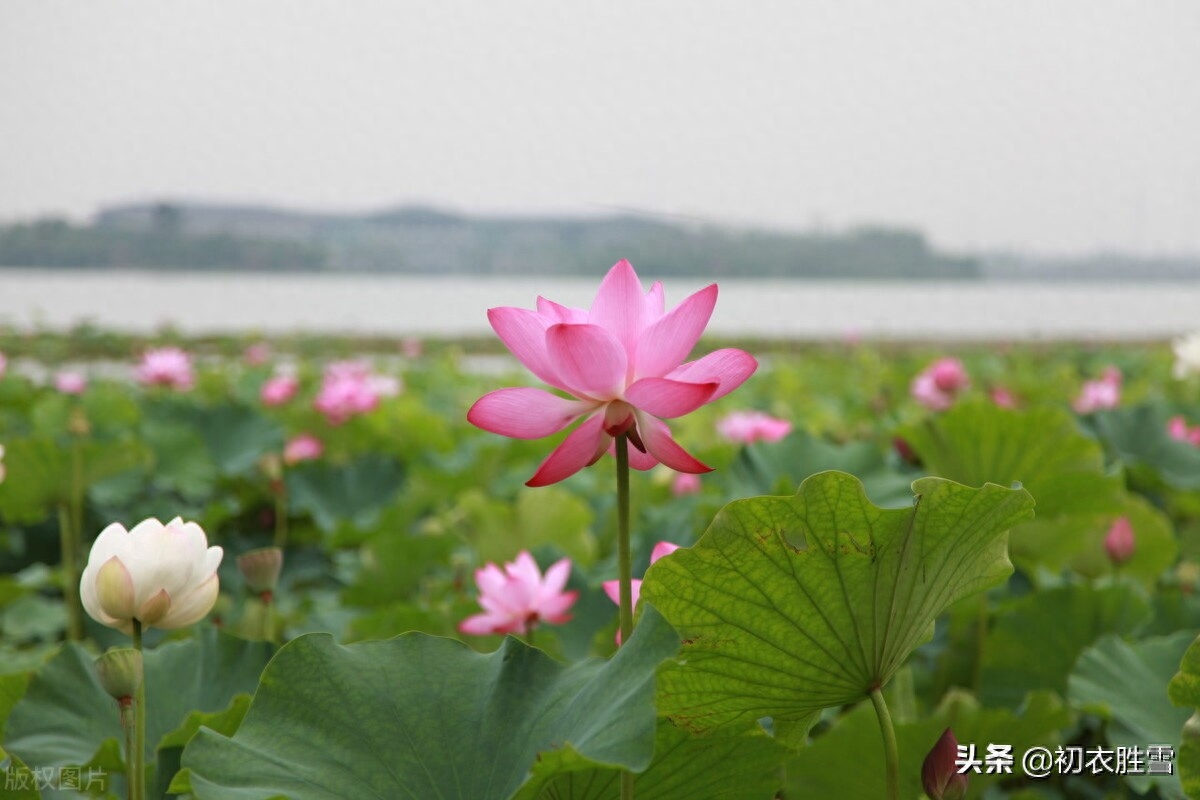 曼殊荷花古诗五首（一曲凌波去，掩映万荷柄）