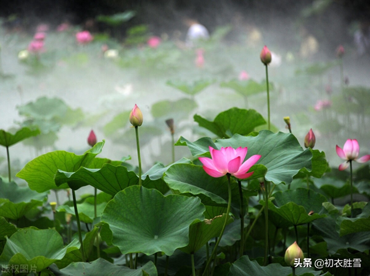 曼殊荷花古诗五首（一曲凌波去，掩映万荷柄）