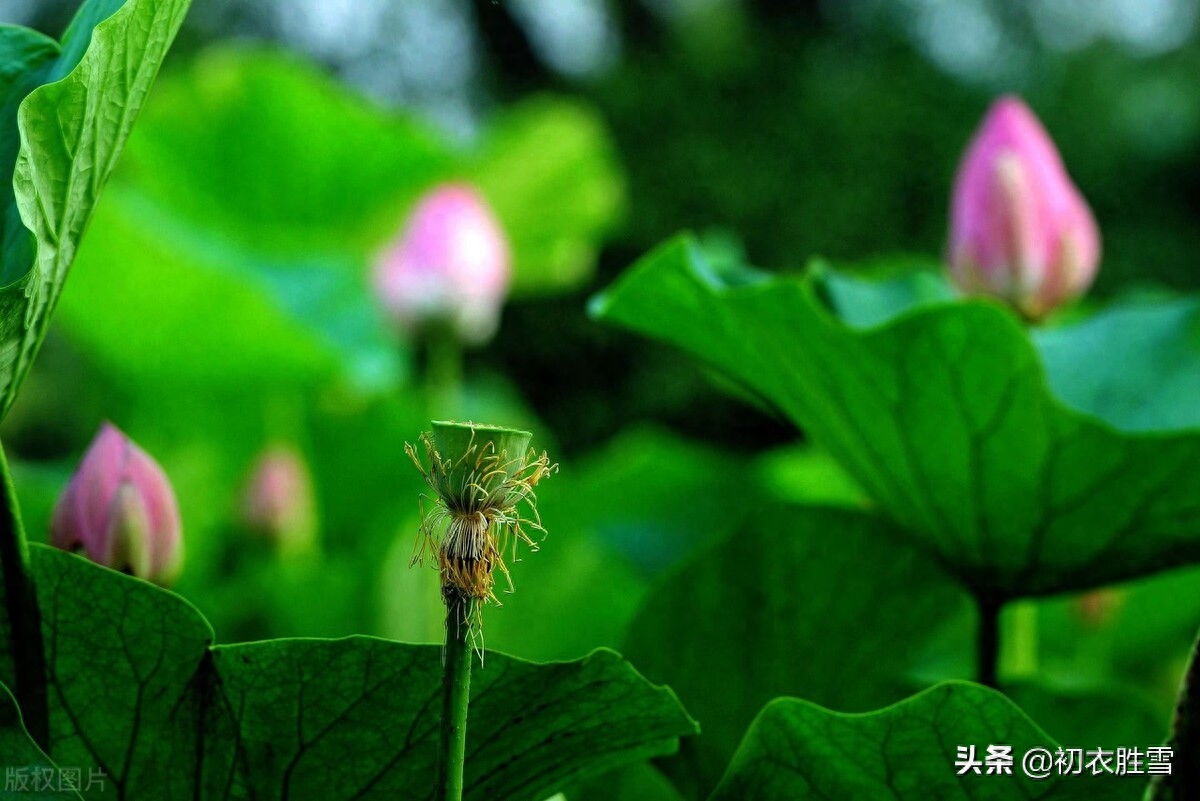 杨万里荷花诗六首（露为风味月为香，落花行遍水中天）