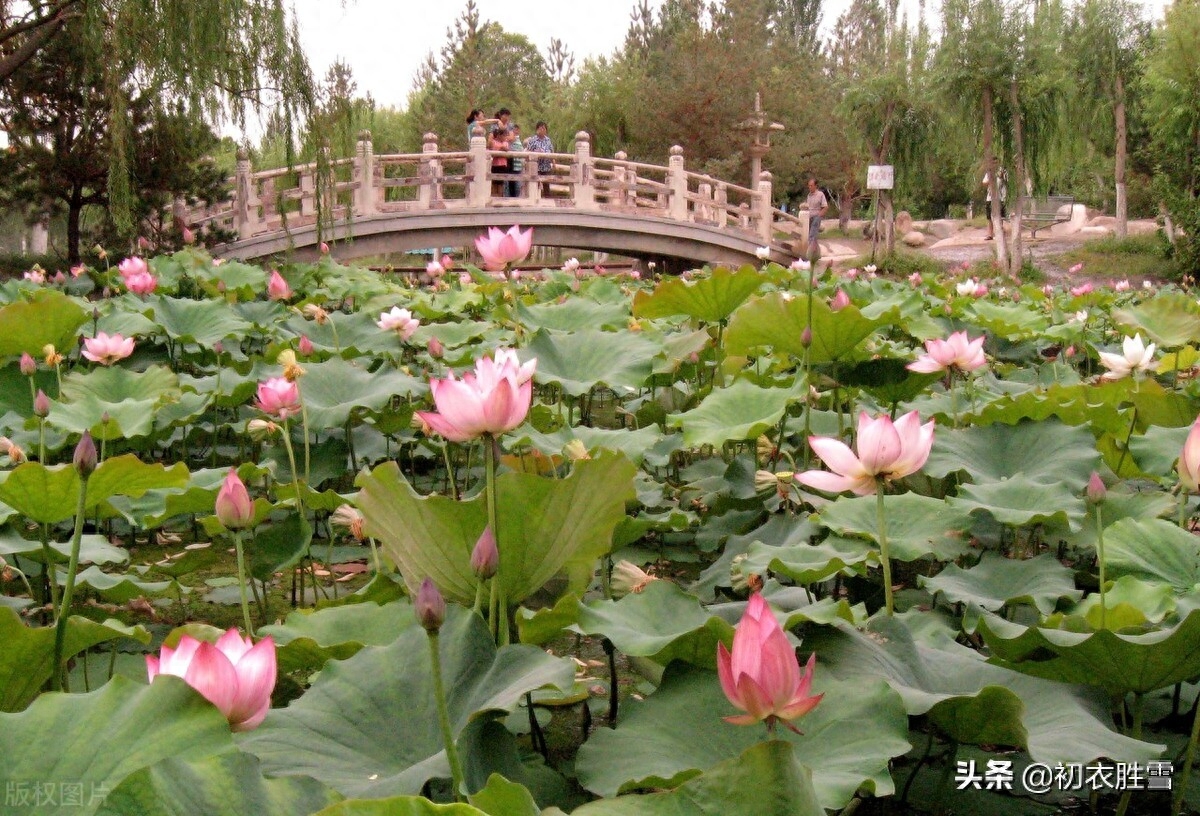 杨万里荷花诗六首（露为风味月为香，落花行遍水中天）