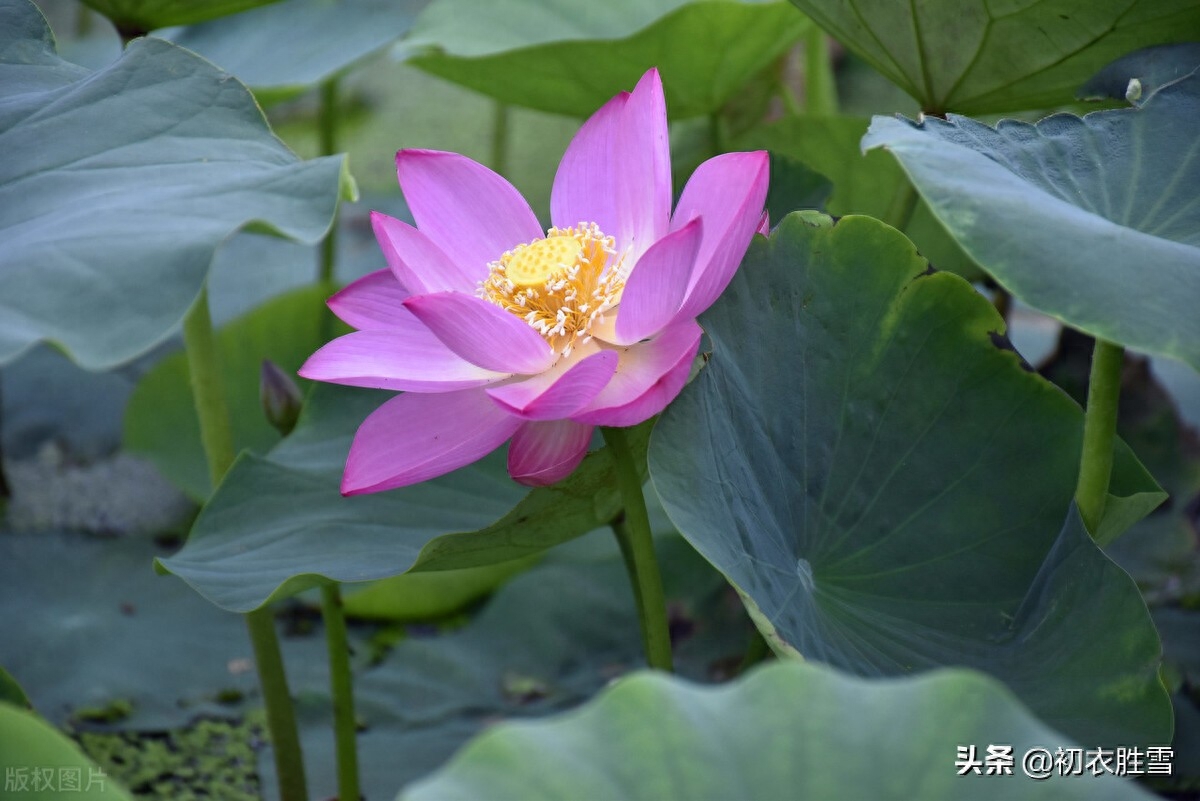 荷花经典古诗有哪些（盛夏荷花诗词五首赏析）