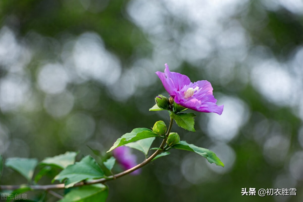 木槿经典古诗句（夏花木槿古诗七首赏析）