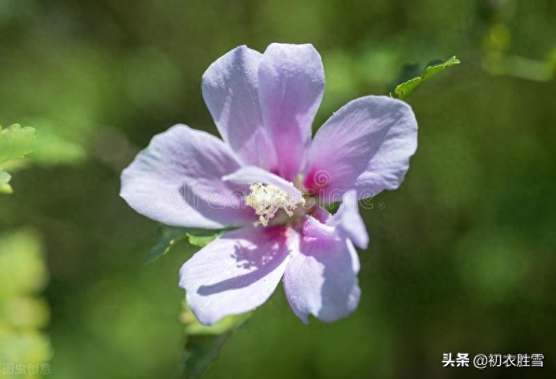 木槿经典古诗句（夏花木槿古诗七首赏析）