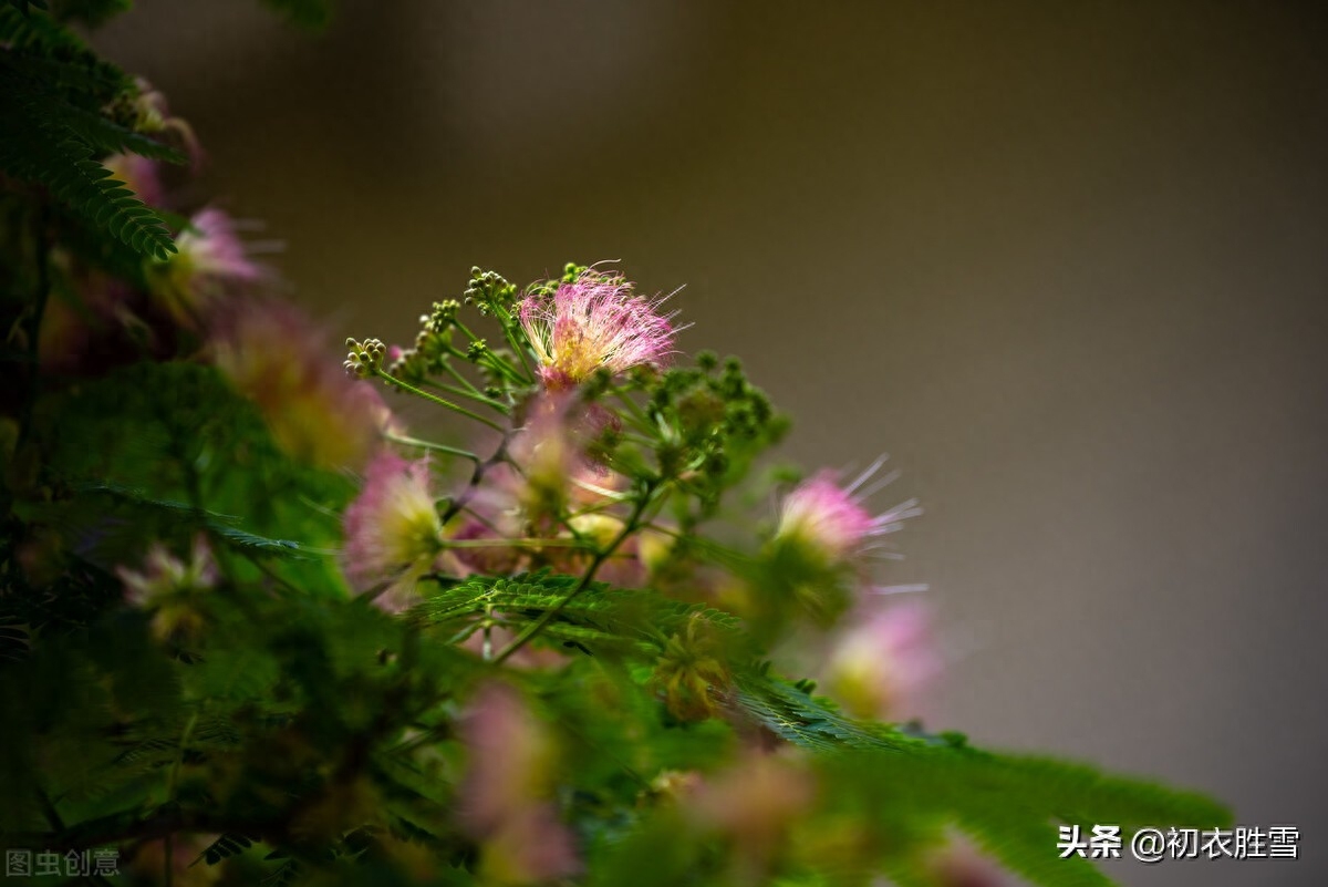 古诗合欢花四首古诗词（合欢能解恚，夜合花香开小院）