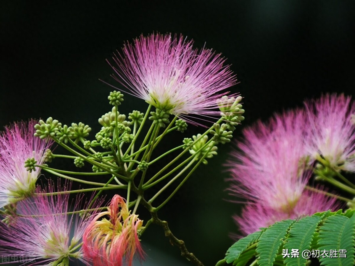 古诗合欢花四首古诗词（合欢能解恚，夜合花香开小院）