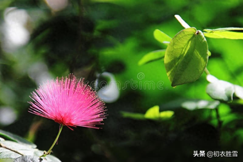 古诗合欢花四首古诗词（合欢能解恚，夜合花香开小院）