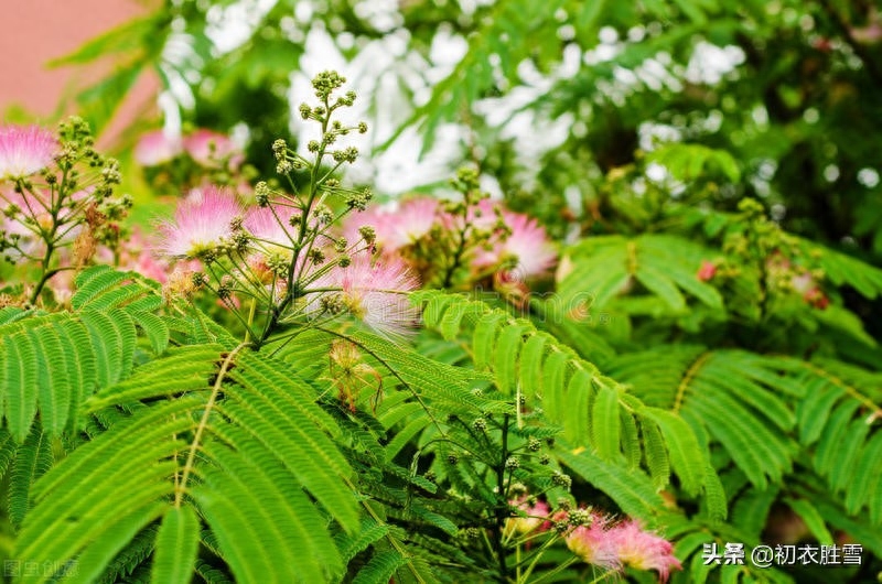 古诗合欢花四首古诗词（合欢能解恚，夜合花香开小院）