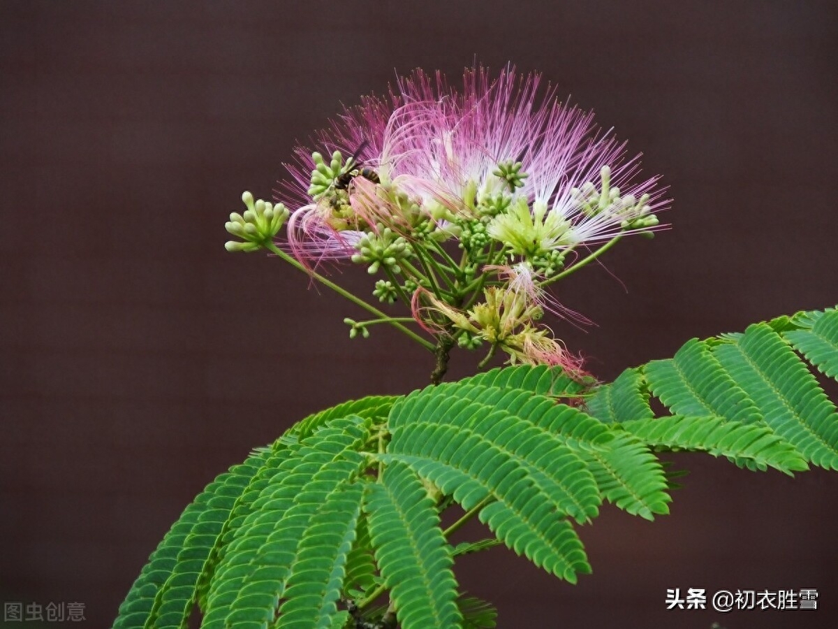 古诗合欢花四首古诗词（合欢能解恚，夜合花香开小院）