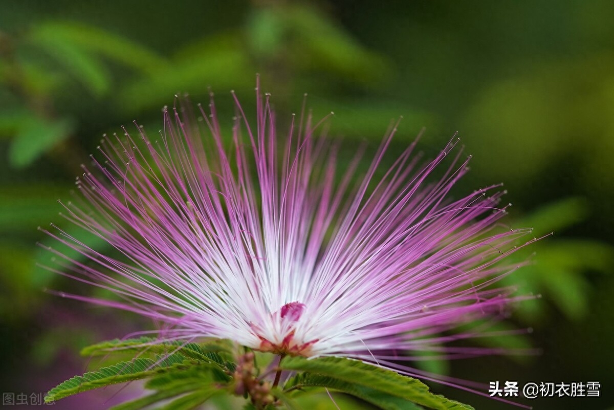 古诗合欢花四首古诗词（合欢能解恚，夜合花香开小院）