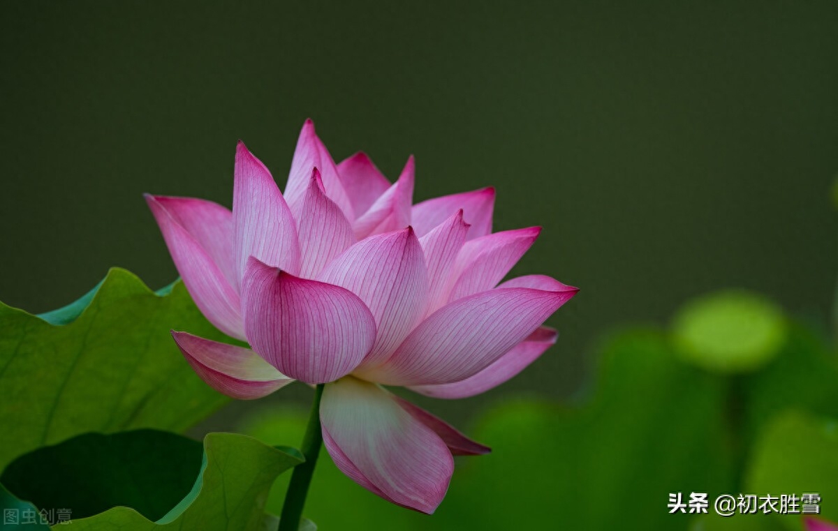 莲花唯美古诗五首（莲子清如水，莲心彻底红）