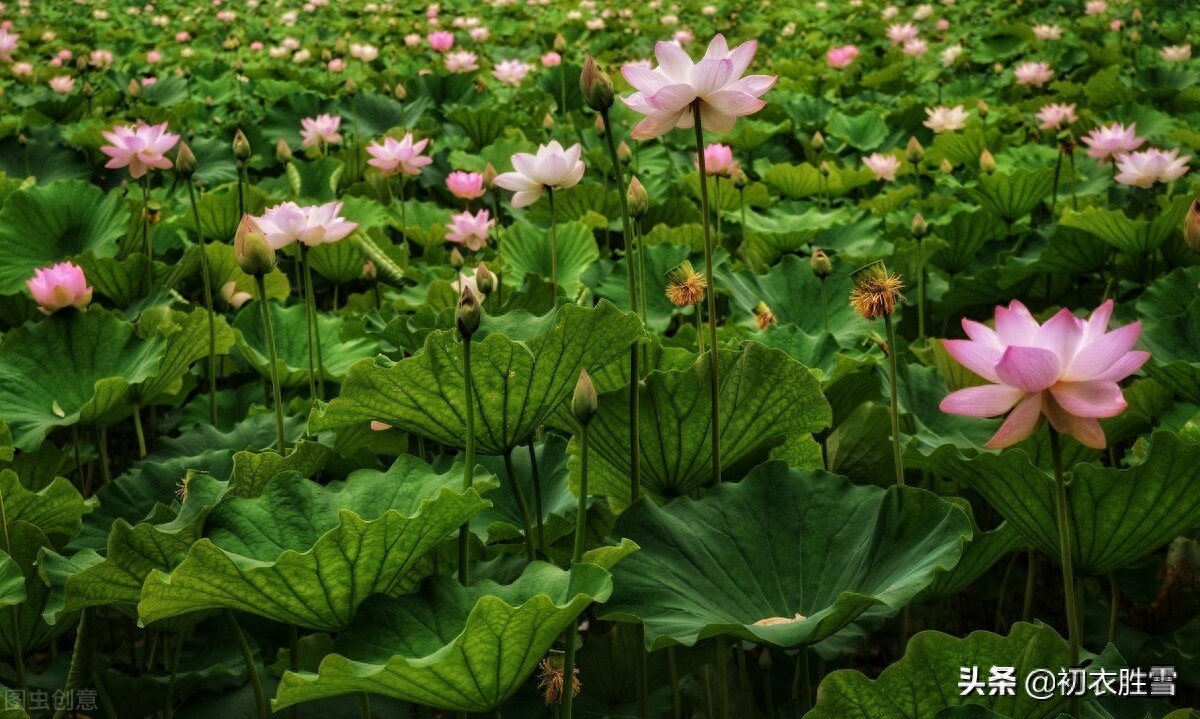 莲花唯美古诗五首（莲子清如水，莲心彻底红）