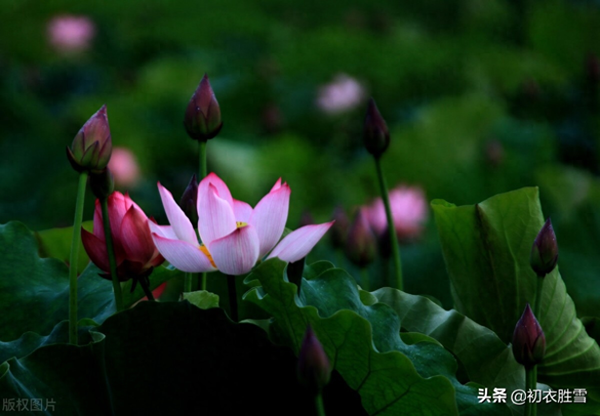 莲花唯美古诗五首（莲子清如水，莲心彻底红）