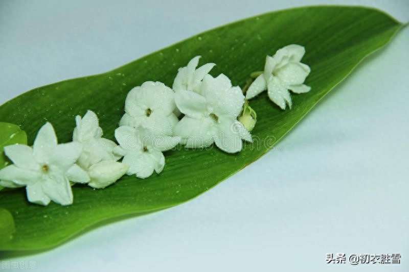 夏花茉莉美诗八首赏析（著人茉莉花如雪，茉莉心香细雨天）