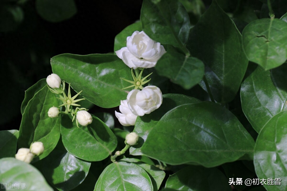 夏花茉莉美诗八首赏析（著人茉莉花如雪，茉莉心香细雨天）