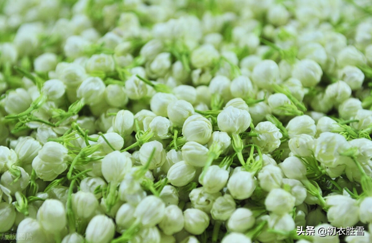 夏花茉莉美诗八首赏析（著人茉莉花如雪，茉莉心香细雨天）