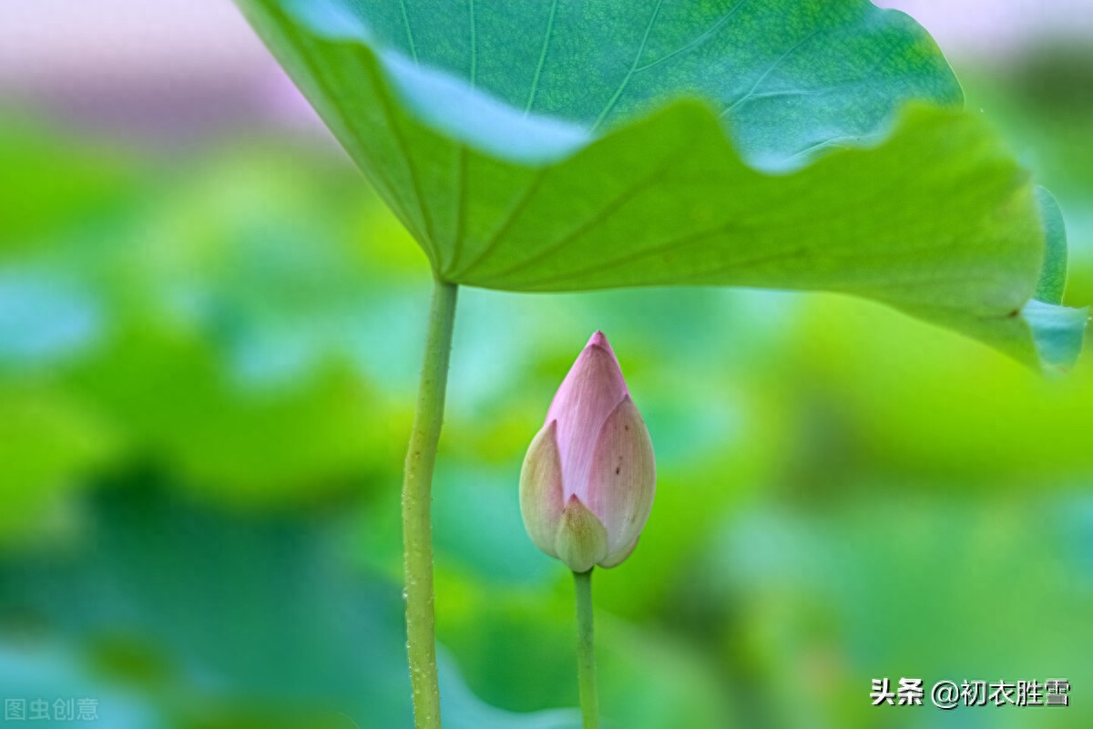 荷花经典古诗大全（赏读诗经荷花两首诗词）