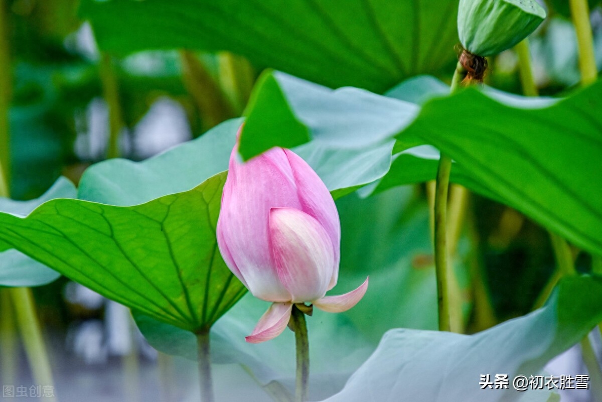 荷花经典古诗大全（赏读诗经荷花两首诗词）