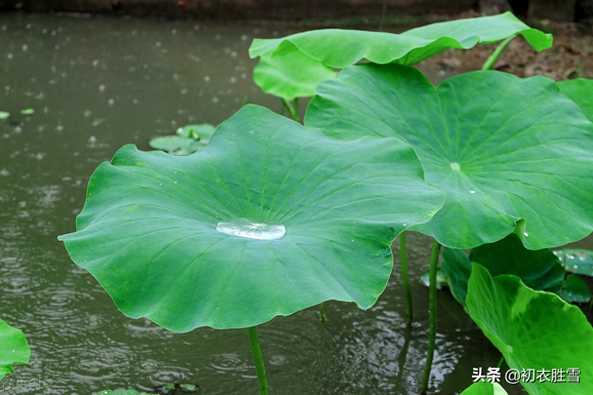 仲夏荷叶雨露七首诗词（盈盈荷上露，满池荷叶捧真珠）