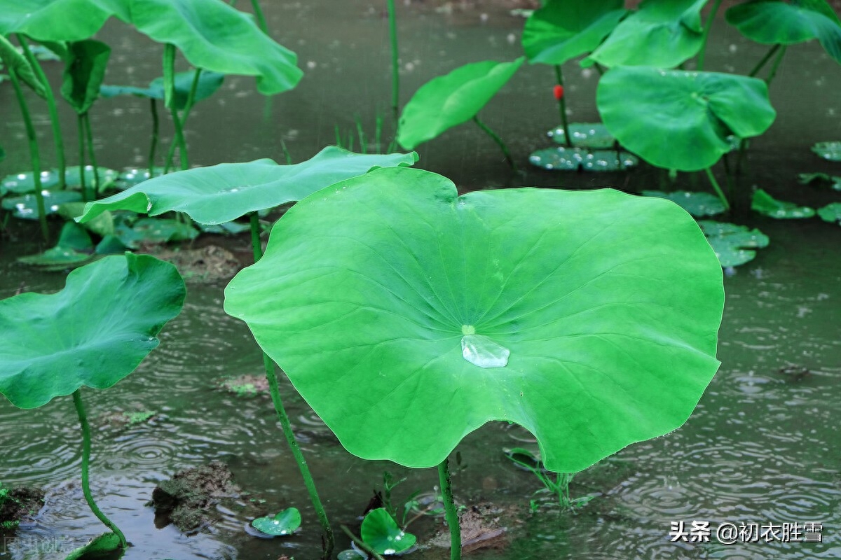 仲夏荷叶雨露七首诗词（盈盈荷上露，满池荷叶捧真珠）