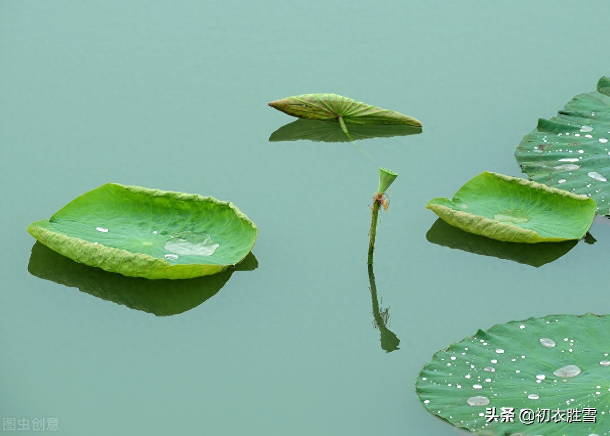 荷叶经典古诗八首（荷叶生时春恨生，荷叶拳拳恨未舒）