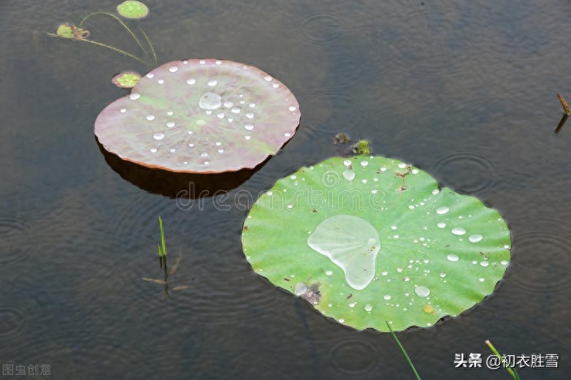 荷叶经典古诗八首（荷叶生时春恨生，荷叶拳拳恨未舒）