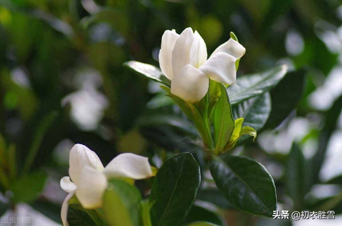 栀子花经典古诗有哪些（盛夏栀子花美诗六首）