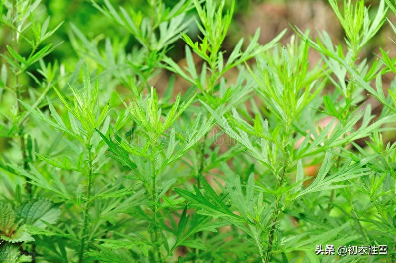 端午艾草诗词八首赏析（我有青青好艾，门儿高挂艾人儿）