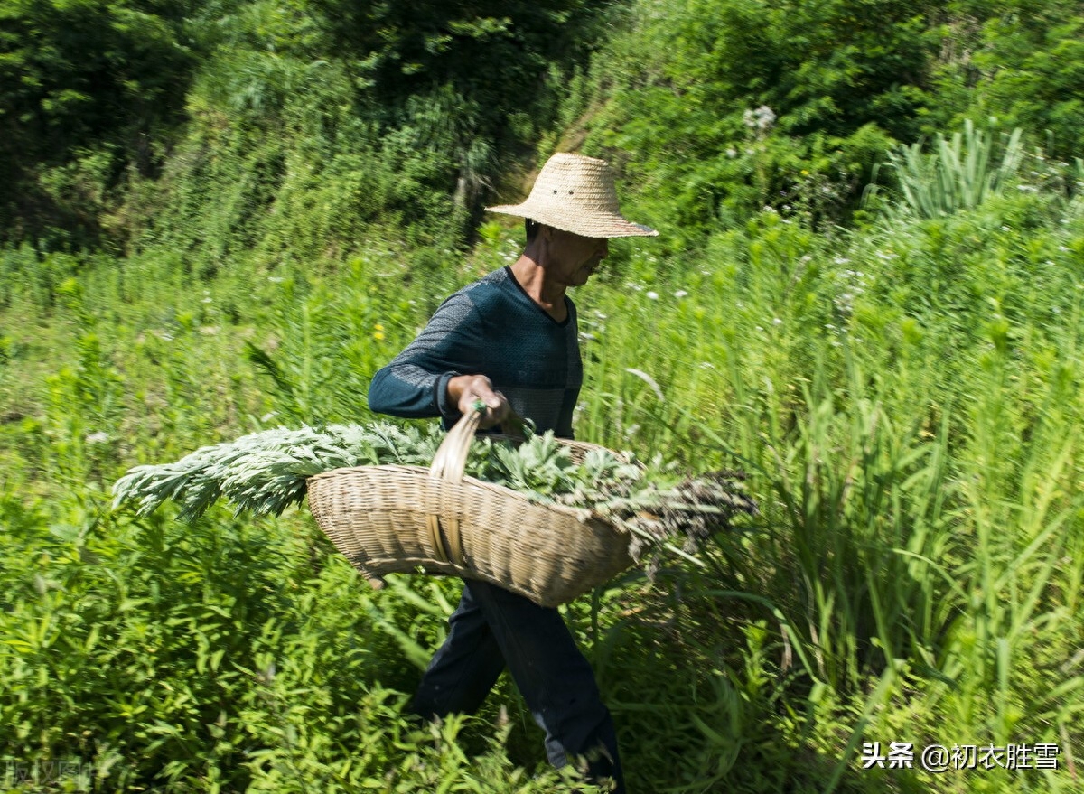 端午艾草诗词八首赏析（我有青青好艾，门儿高挂艾人儿）