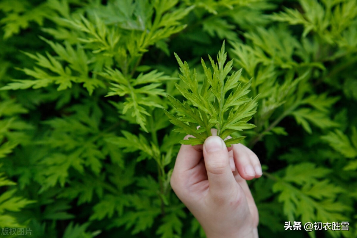 端午艾草诗词八首赏析（我有青青好艾，门儿高挂艾人儿）