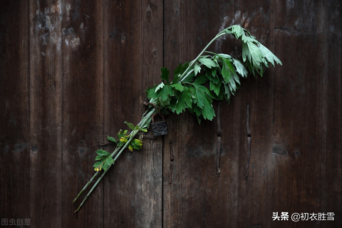 端午艾草诗词八首赏析（我有青青好艾，门儿高挂艾人儿）