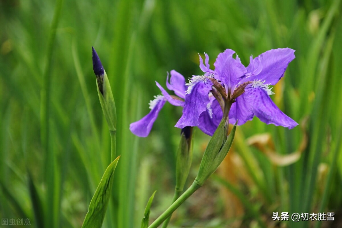 端午节诗词鉴赏（端午节菖蒲唯美诗词六首）