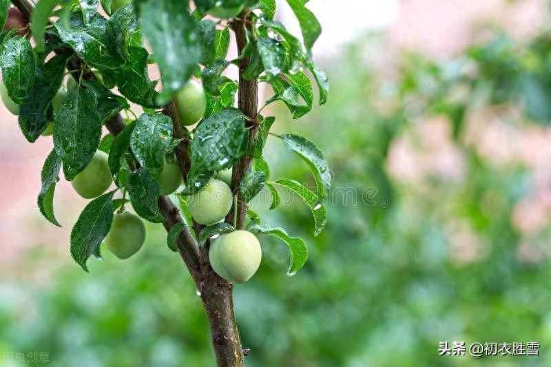 梅雨经典古诗大全（梅雨诗词五首赏析）