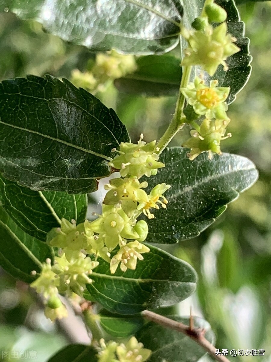 芒种节气枣花香九首古诗词（忽忆故园树，枣花色正新）