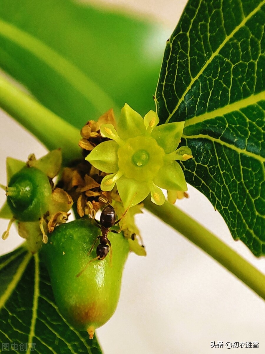 芒种节气枣花香九首古诗词（忽忆故园树，枣花色正新）