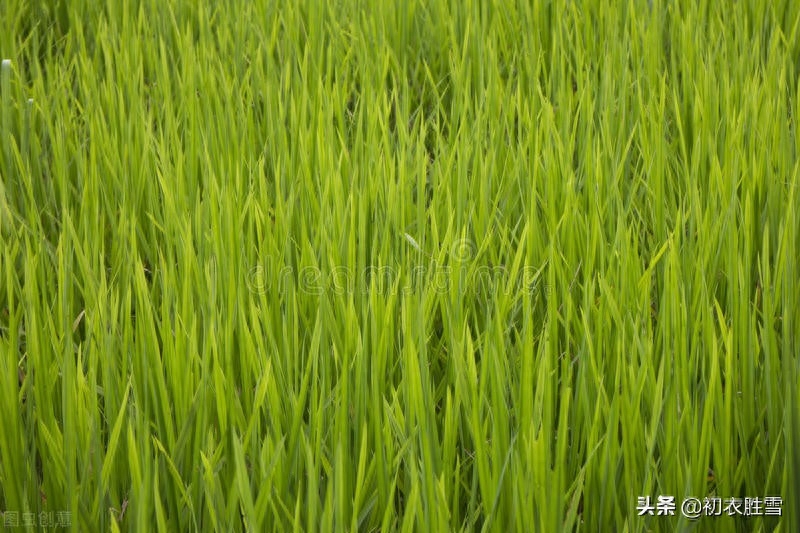 芒种节气10首诗词赏析（麦芒天际摇清波，禾稻未穫先麦秋）