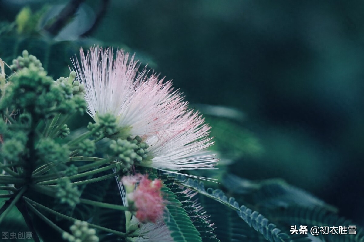 合欢花诗句经典（七首合欢花古诗赏读）