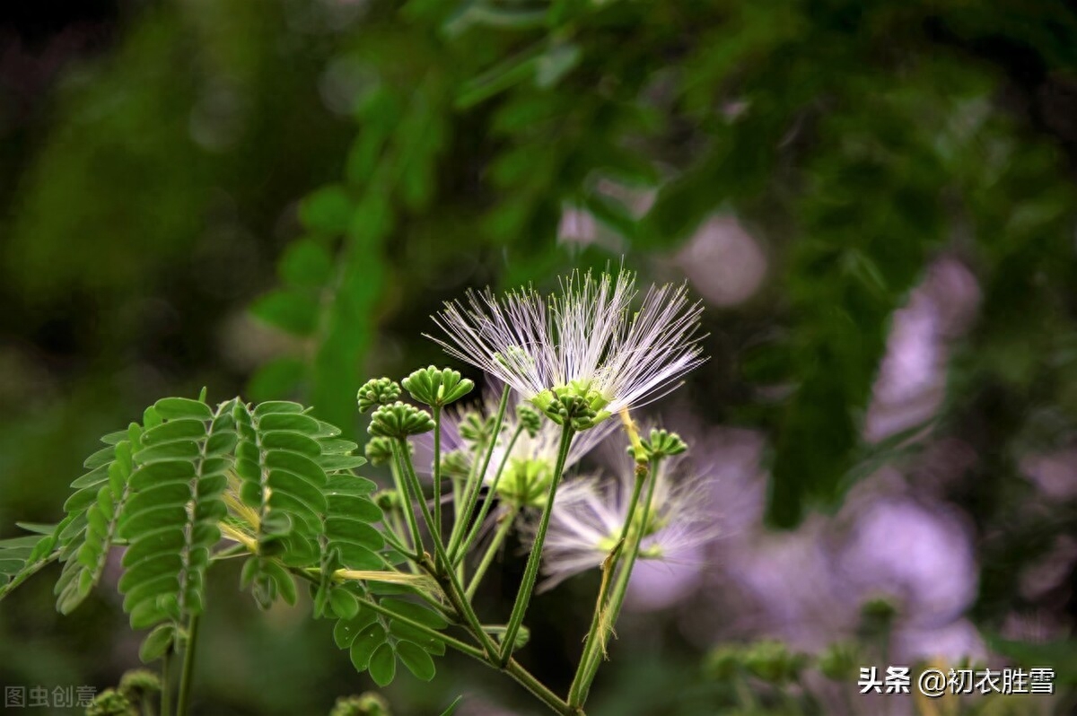 合欢花诗句经典（七首合欢花古诗赏读）