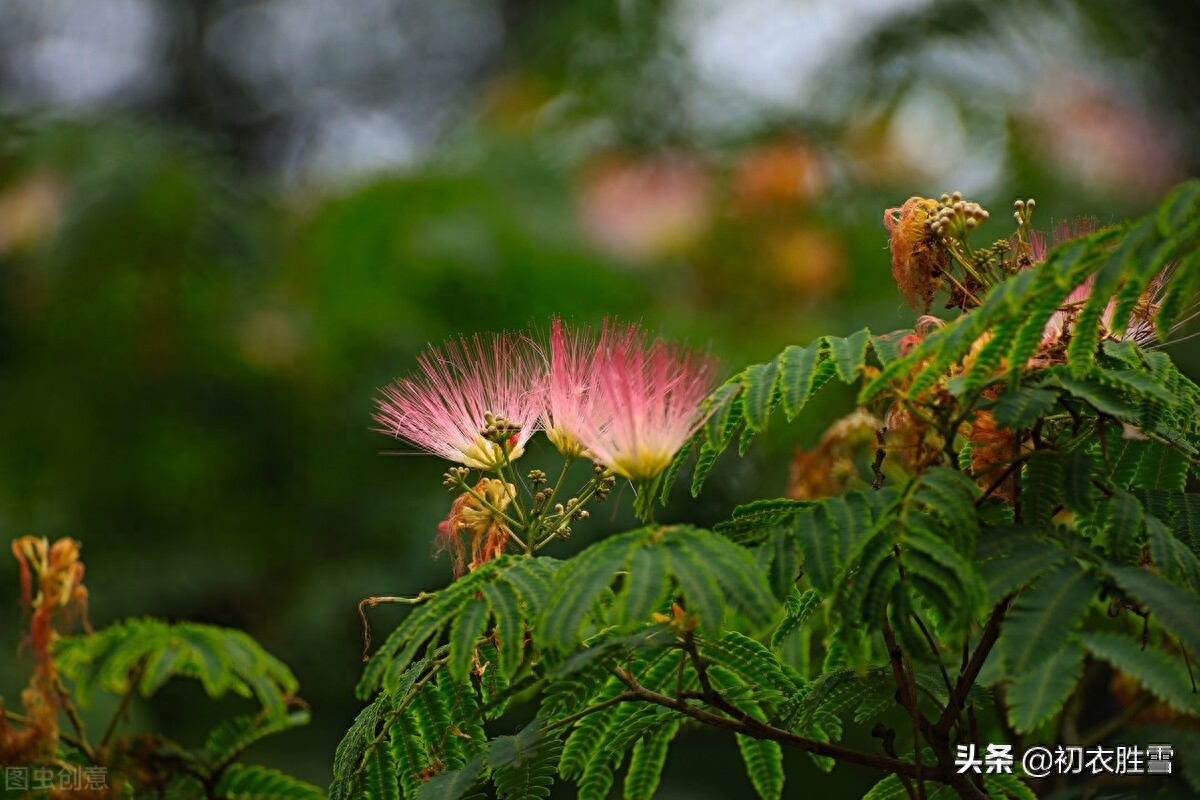 合欢花诗句经典（七首合欢花古诗赏读）