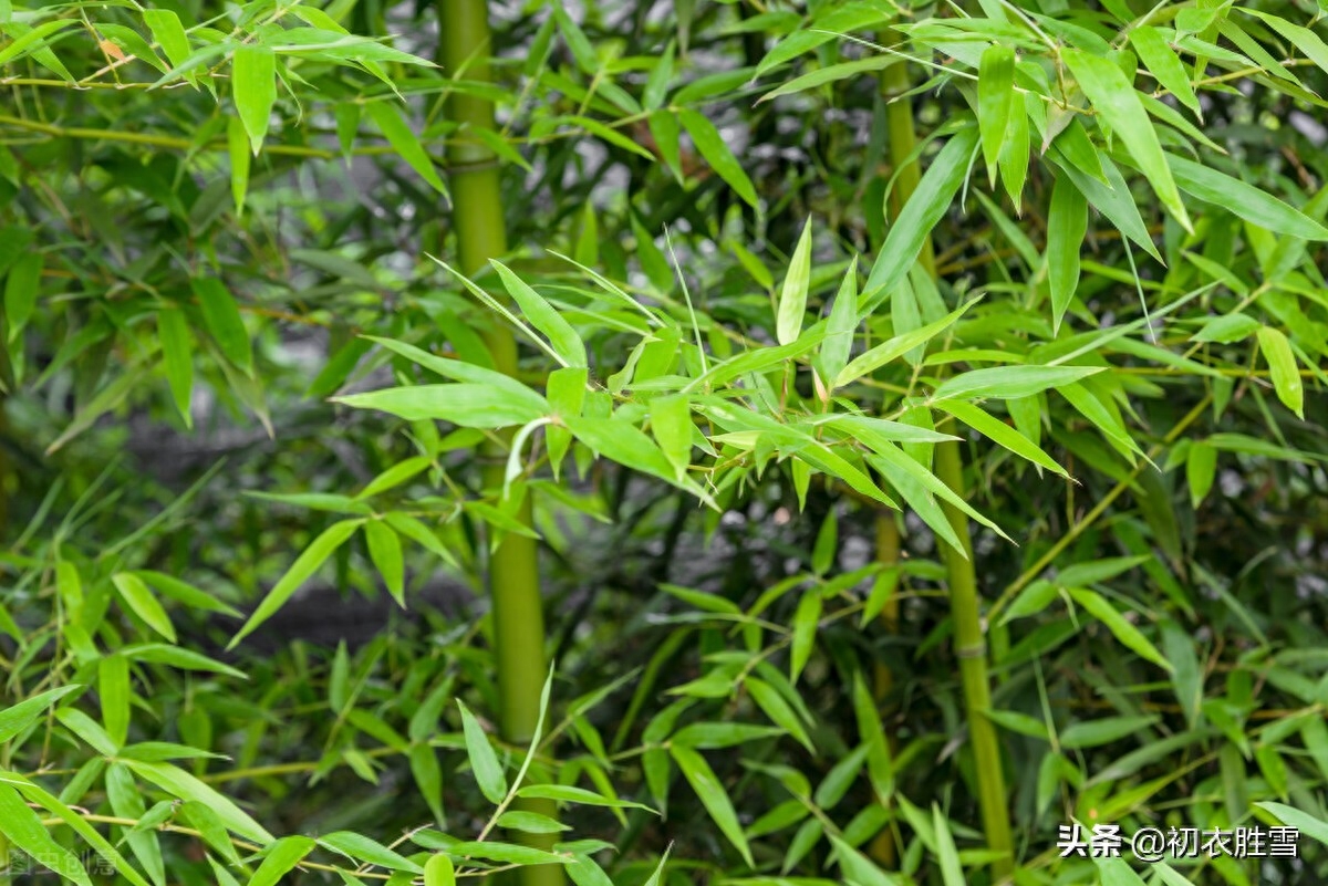 夏日竹古诗词六首鉴赏（窗前一丛竹，竹中窥落日）