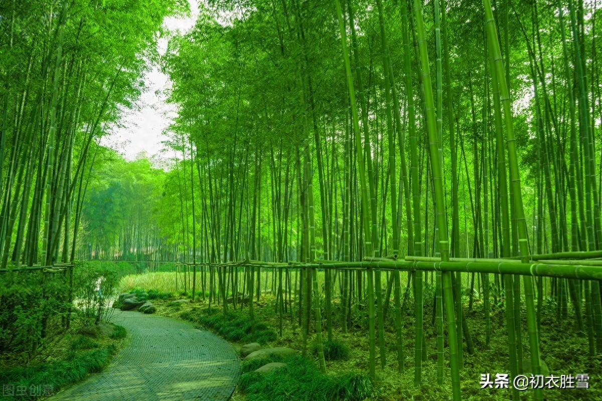 夏日竹古诗词六首鉴赏（窗前一丛竹，竹中窥落日）