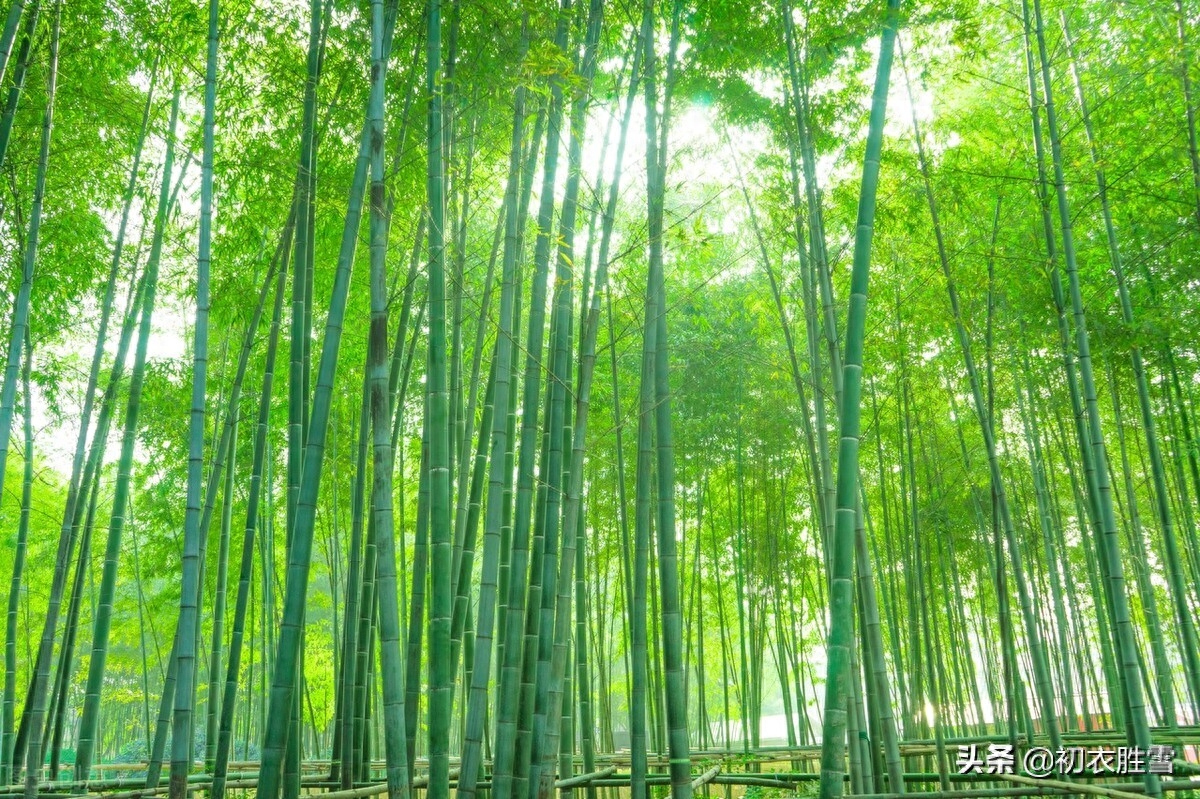 夏日竹古诗词六首鉴赏（窗前一丛竹，竹中窥落日）