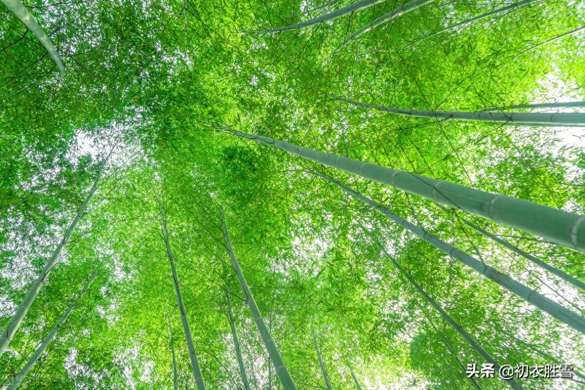 夏日竹古诗词六首鉴赏（窗前一丛竹，竹中窥落日）