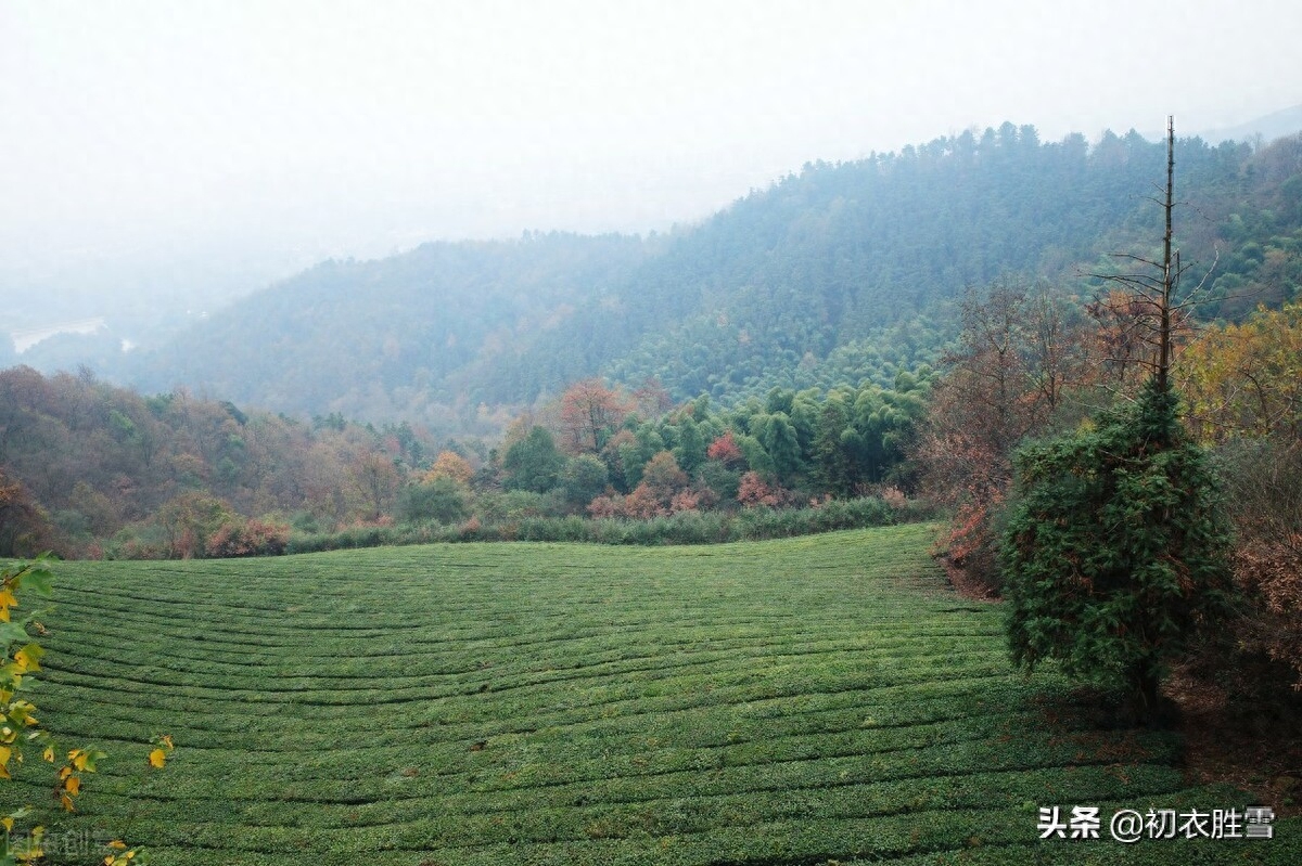 绿水青山古诗六首赏析（绿水丰涟漪，青山多锦绣）