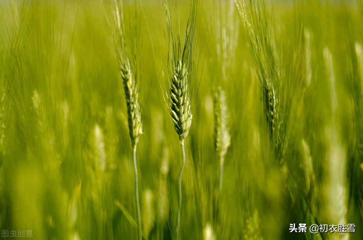 初夏经典古诗名句（樱桃熟后麦秋凉，麦秋天气似清明）