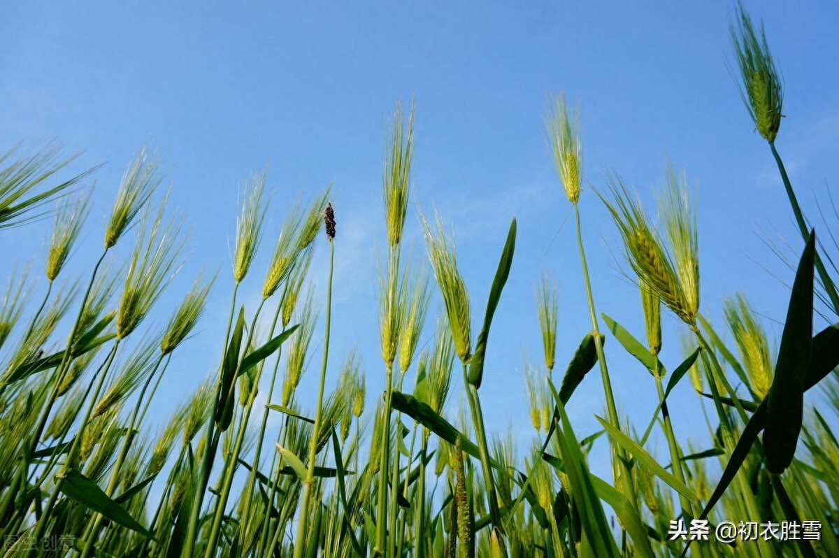 初夏经典古诗名句（樱桃熟后麦秋凉，麦秋天气似清明）